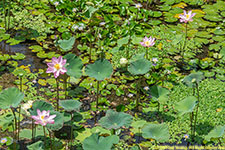 lotuses